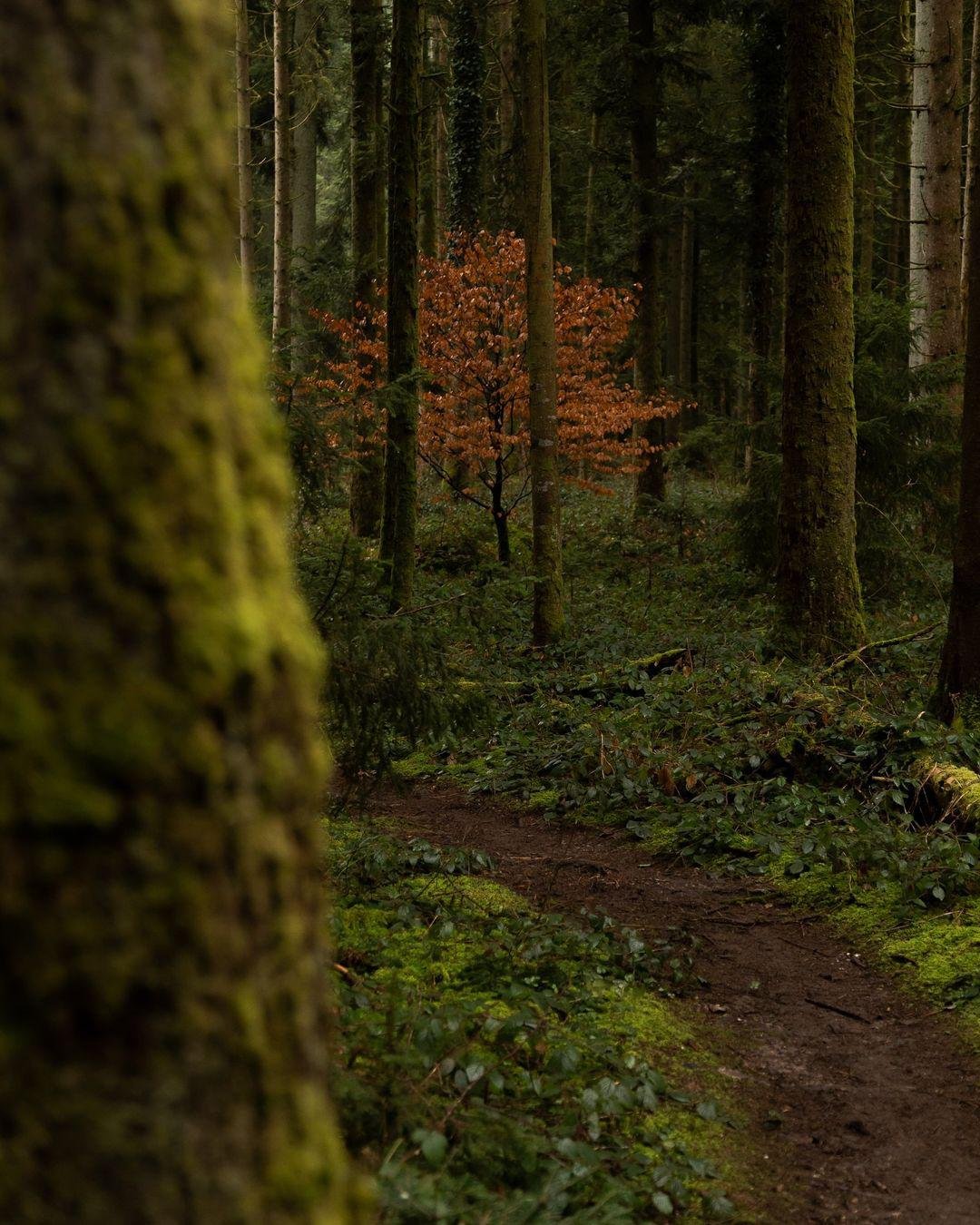 Forest Research Project